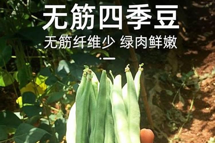 无筋豆油豆怎么治？