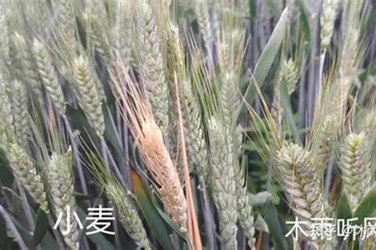 种小麦怎么施肥 你知道吗