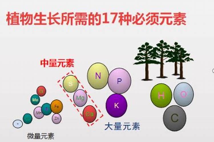 种菜用什么肥料最好