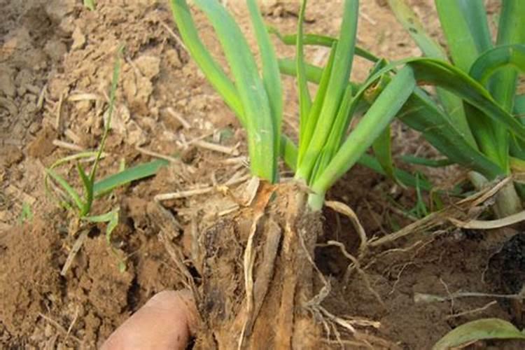 自家种韭菜需要什么肥料(种植韭菜施什么肥长得肥)