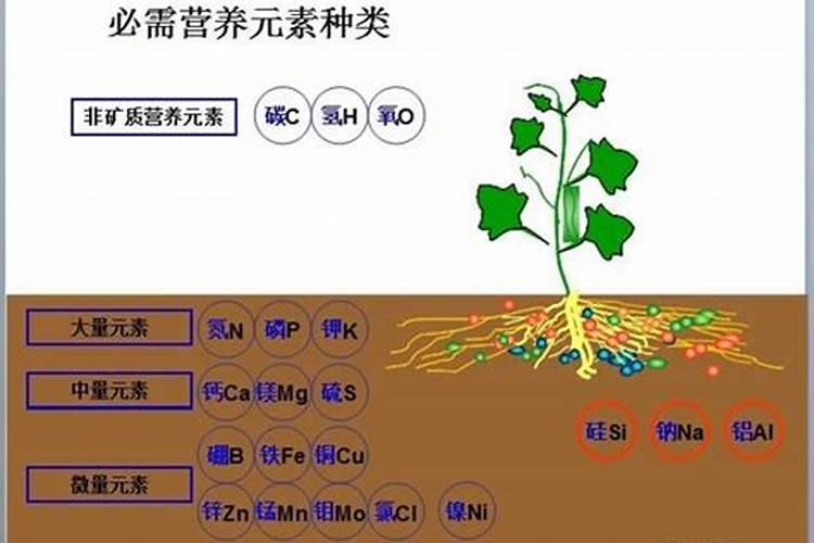 花卉各生育期的需肥特性是什么？