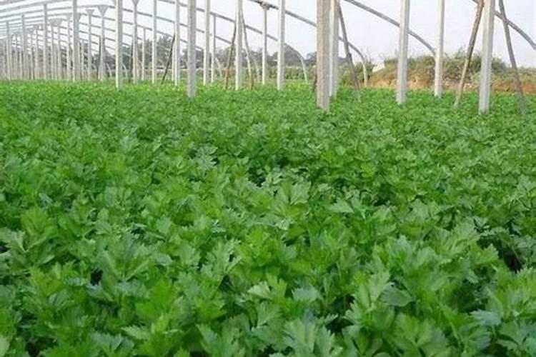 氮肥养花使用方法有什么？
