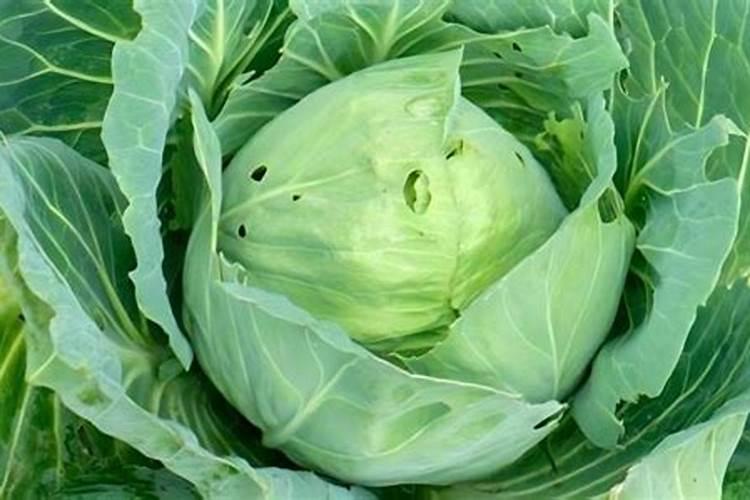 甘肃省定西市通渭县适合种什么品种的小麦