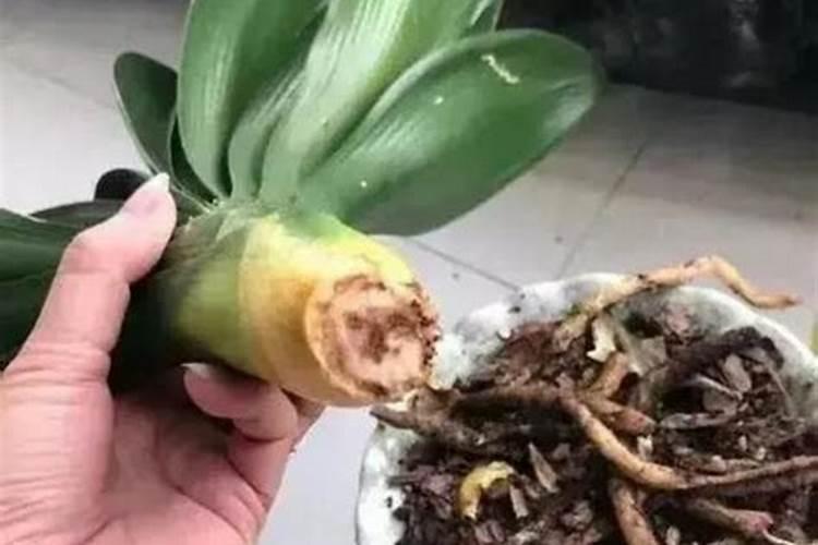 肉质根植物如何养护