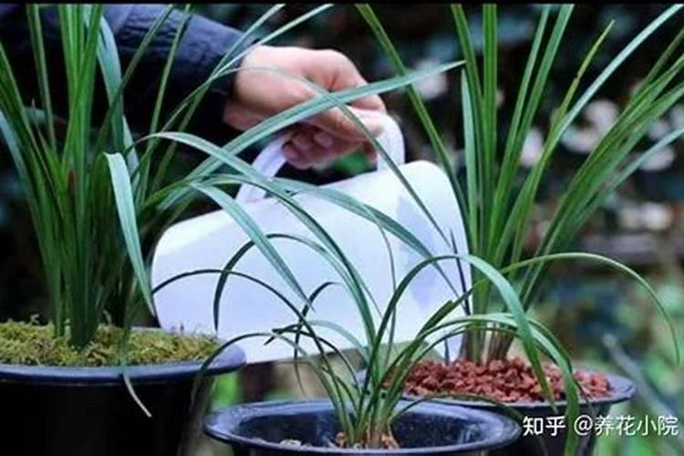 君子兰应选择什么肥料施肥 君子兰花盆需要几个排水孔