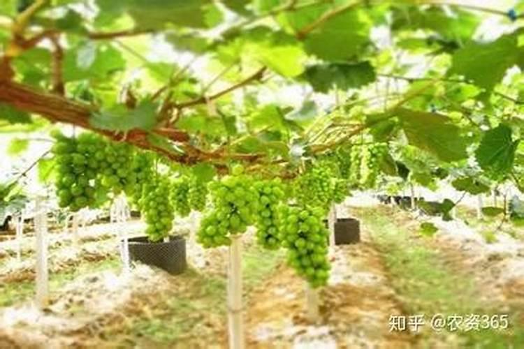 一千人的食堂每天需要多少斤蔬菜