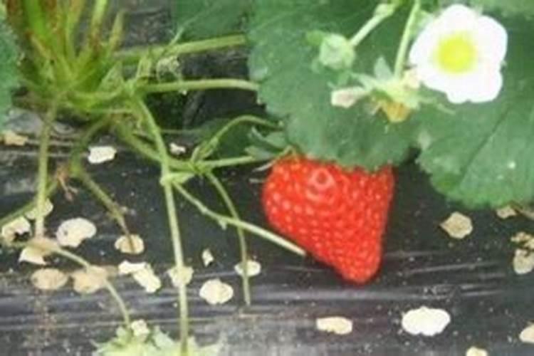 浇花的氮肥有哪些