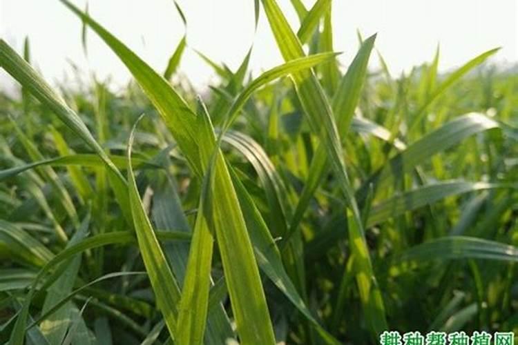 钼肥和硼肥可以一起用吗 注意事项有哪些