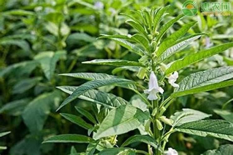 白芝麻的种植技术要点 白芝麻生长需要什么环境