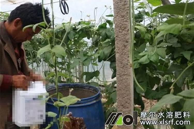 如何辨别水溶肥料的好坏