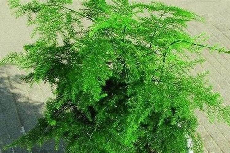 文竹能浇硫酸亚铁吗
