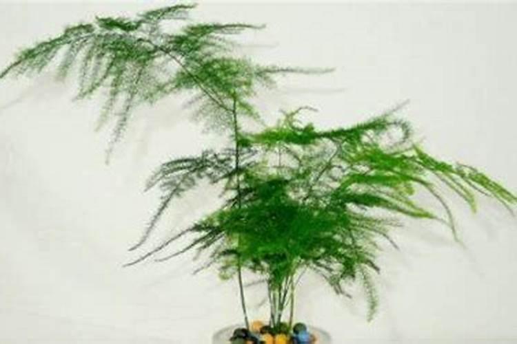 文竹长高怎么办？