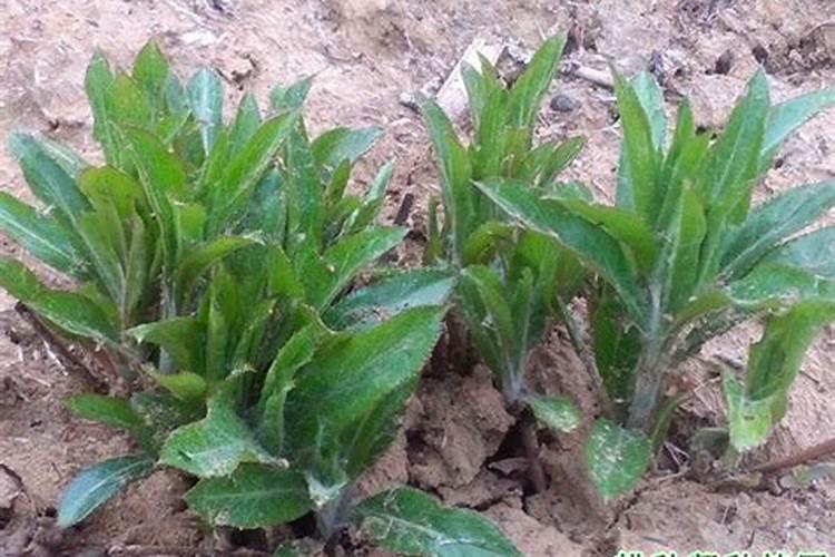 农博金草苍术种植施肥过多会造成营养过剩吗？