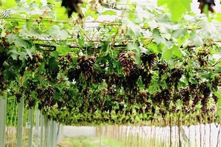 葡萄树施什么肥最好