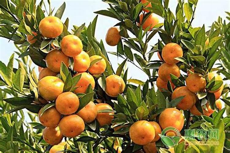 饥荒疙瘩树施肥几次