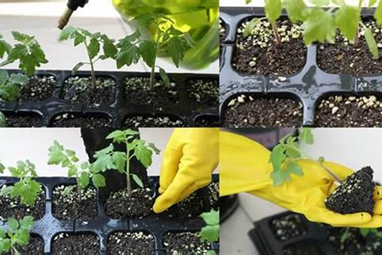 番茄怎么施肥才能高产
