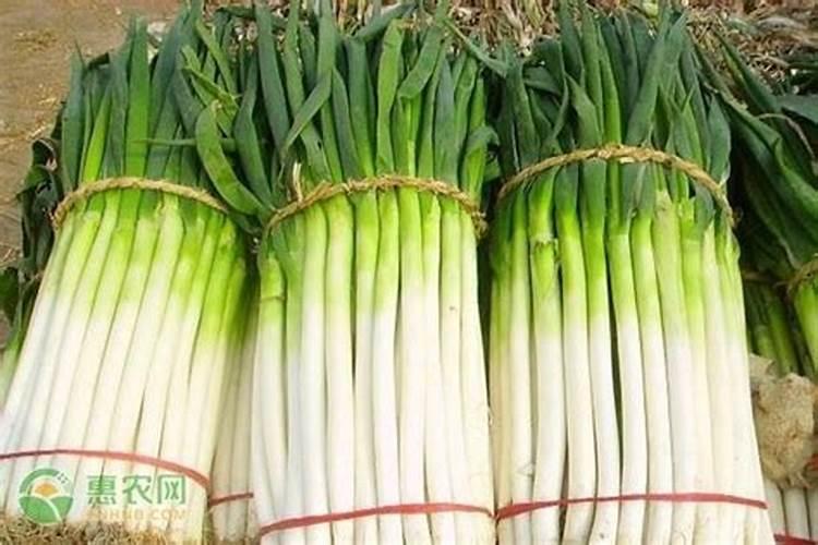 大葱栽培种植需要施啥肥料
