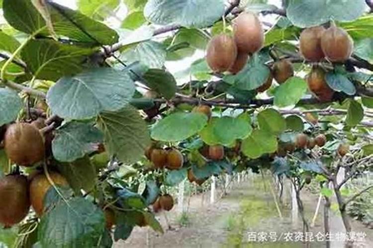 猕猴桃什么时间施膨果动力钾？