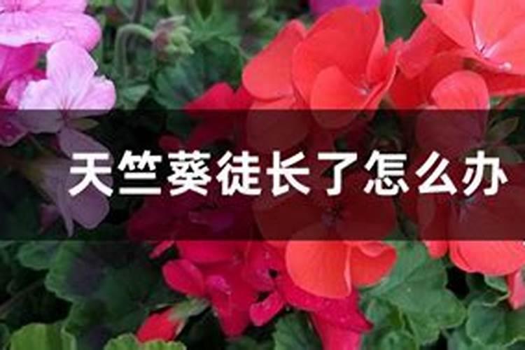 天竺葵光长叶子不开花原因及解决方法
