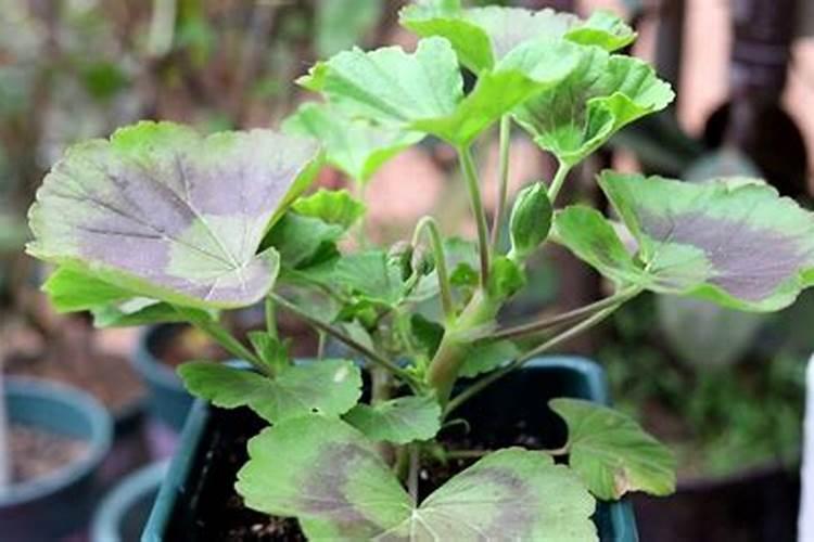 天竺葵怎样施肥