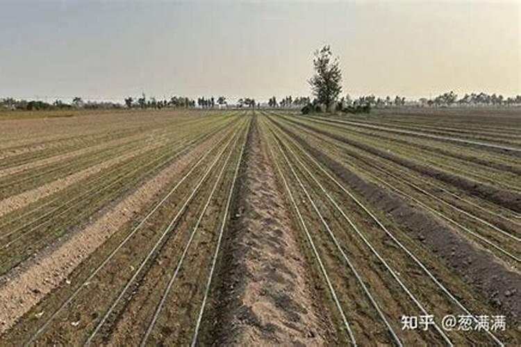 霸王花怎么养长的快 如何养殖霸王花