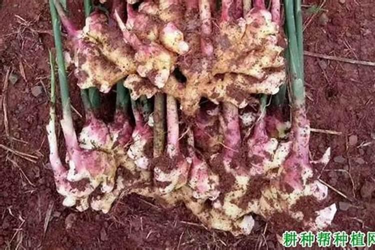 苹果的资料