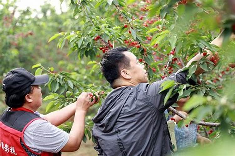 芸苔素内脂在大樱桃树上的具体使用配比