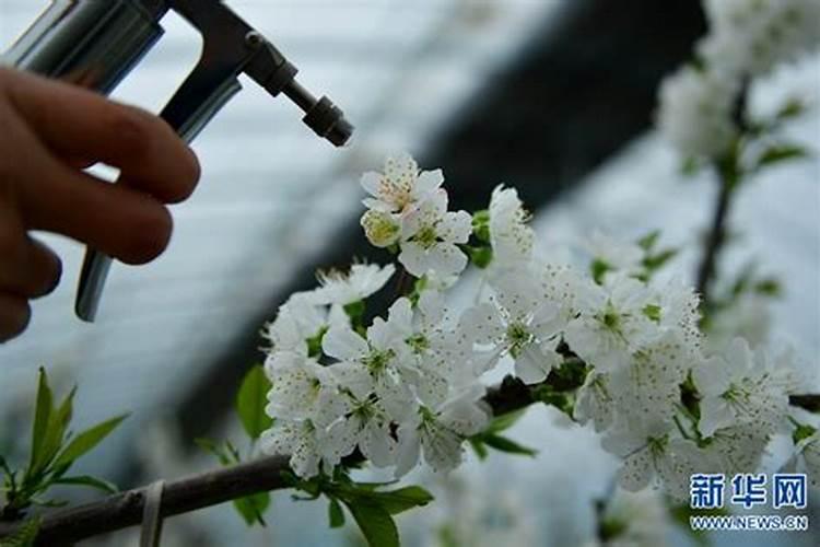 芸苔素内酯在樱桃树上具体分那几个阶段使用能提高坐果率