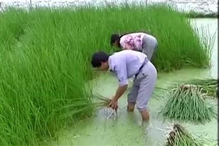 马蹄用什么肥料最大个