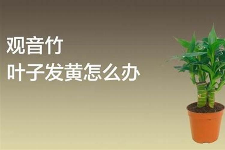 水培观音竹叶子顶端烂了怎么办？