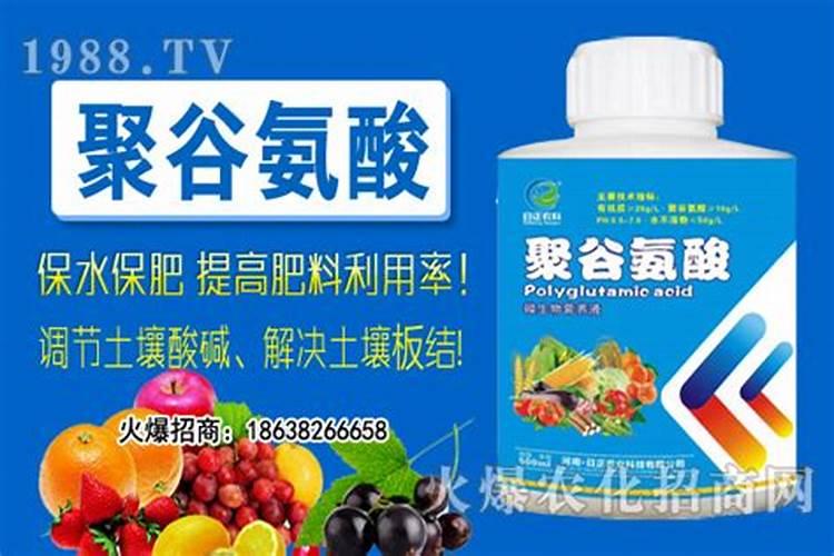 八月桂的养殖方法和注意事项