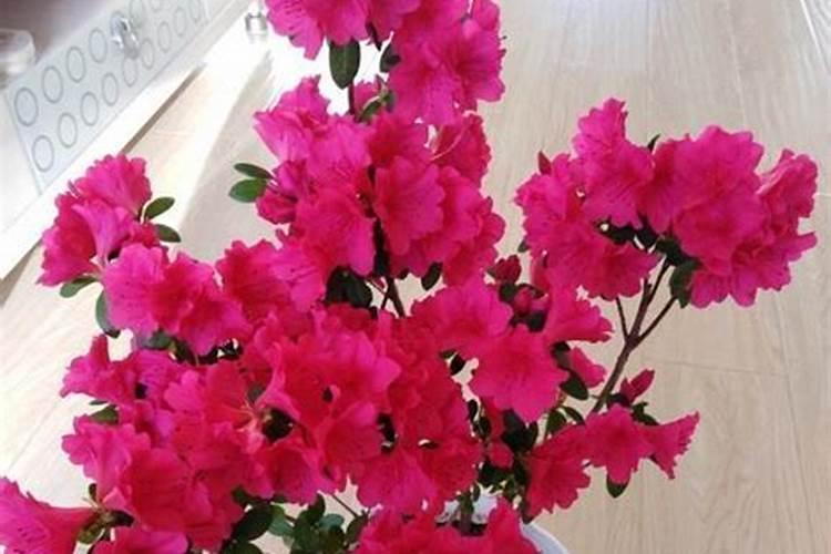 什么叫红芽姜,是不是小黄姜