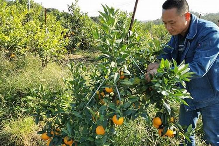 和海绿素一样的叶面肥有哪些