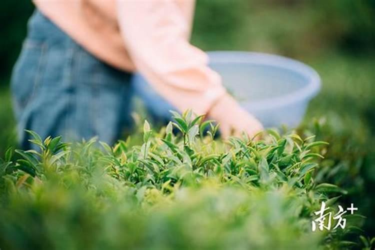 茶叶专用肥效果怎么样,如何施用