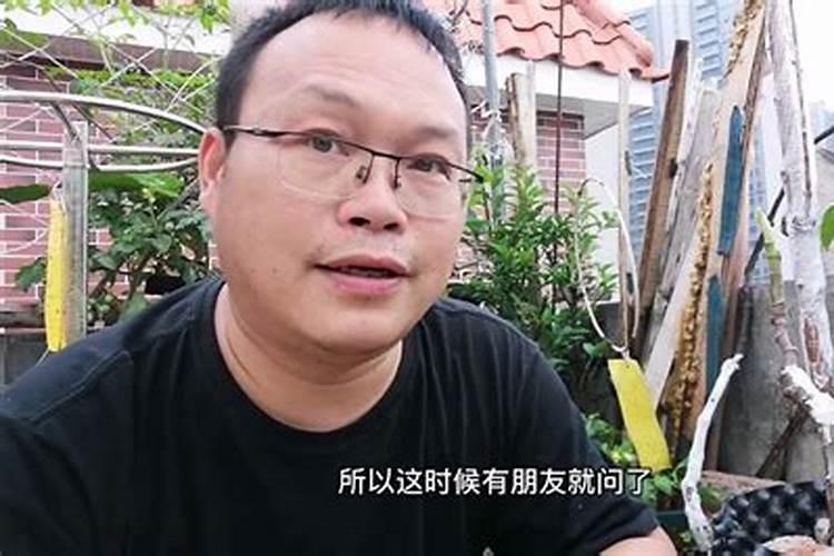 辣椒缓苗期要不要喷施叶面肥？辣椒缓苗期怎样喷施叶面肥？