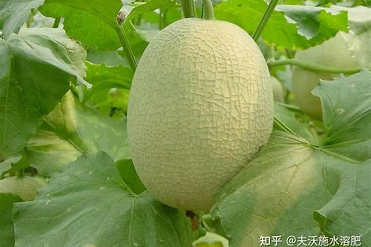 三胺是什么肥料