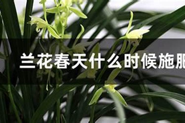 兰花春天什么时候施肥,施什么肥