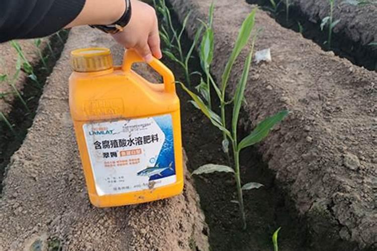 柑橘树施什么复合肥好呢？一年要施多少次？(大树)