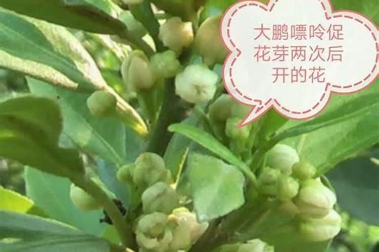 草甘膦的作用和使用方法