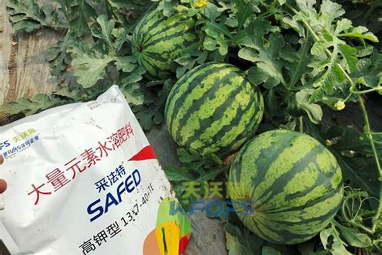 西瓜苗该用什么样的叶面肥好