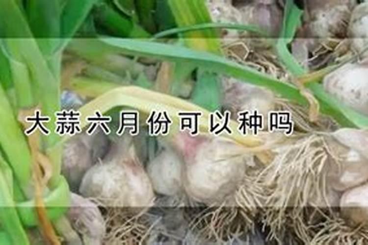 种大蒜用什么肥料最好