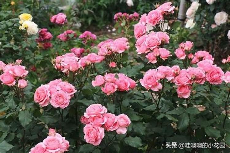 月季应如何施肥