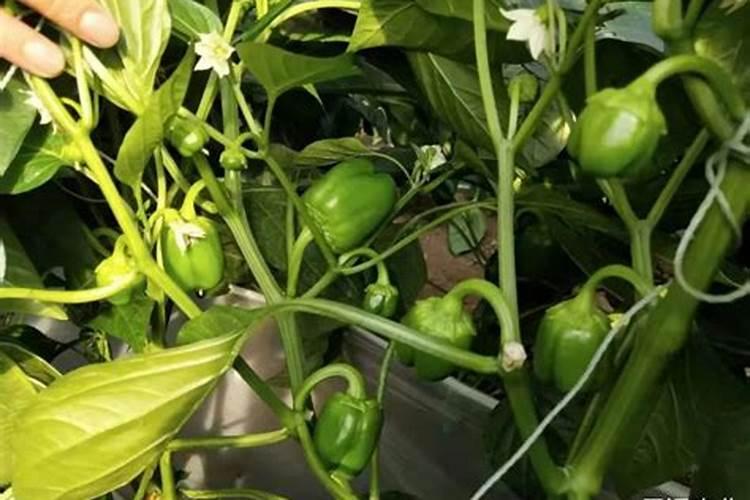 花椒叶面肥多久打好