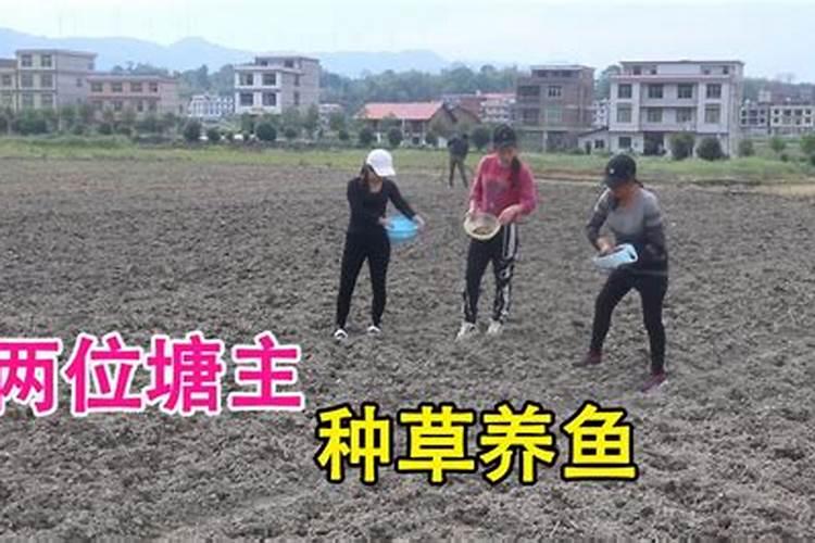 草缸里钾肥过多有什么影响呢？
