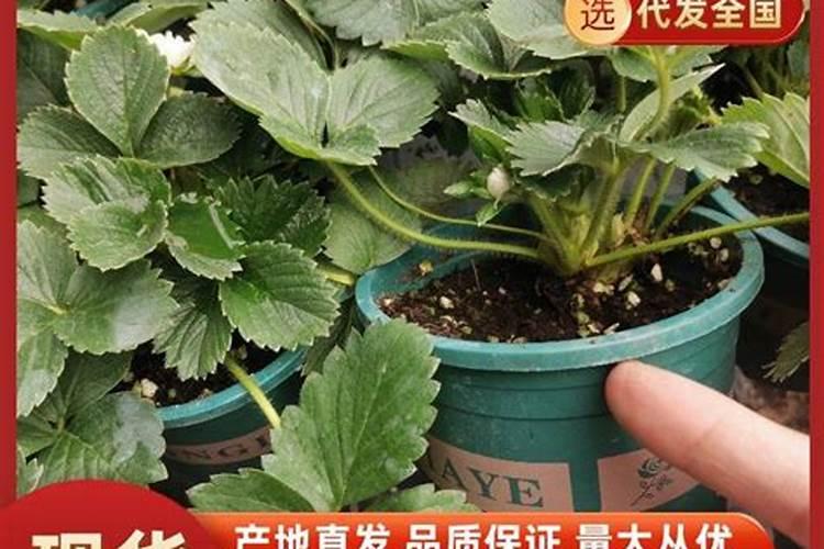 草莓可以用什么有机肥