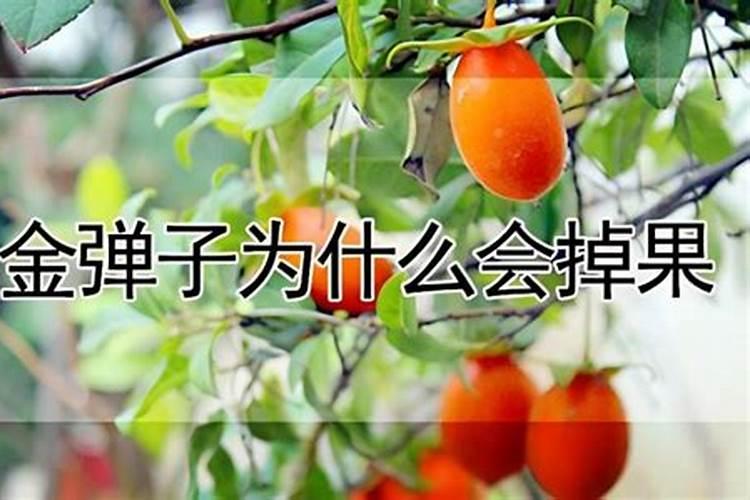 马铃薯种植高产技巧 土豆应该怎么施肥