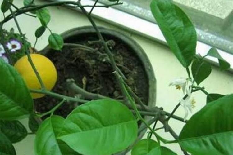 柠檬要施什么肥才能开花？