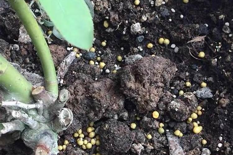 促进开花的肥料 促开花需什么肥 促进开花用什么肥料
