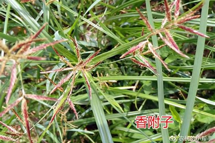 我想了解一下该怎么使用化肥氮磷钾？