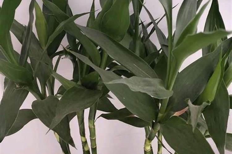 大豆使用芸苔素内酯的用途使用技术还有注意事项有什么？
